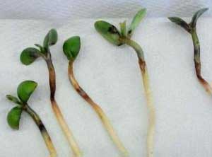 Early Planting Considerations for Soybeans